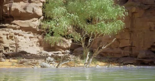 Scenic View of a Tree By the Calm Water at a Rocky Landscape