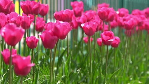 Pink Tulips Bloom in Spring Tulip Flower Nature Floral Background Botanical Garden Flowering Buds