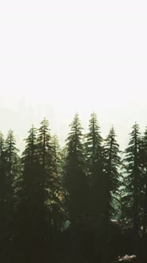 Sunlight in Spruce Forest in the Fog on the Background of Mountains at Sunset