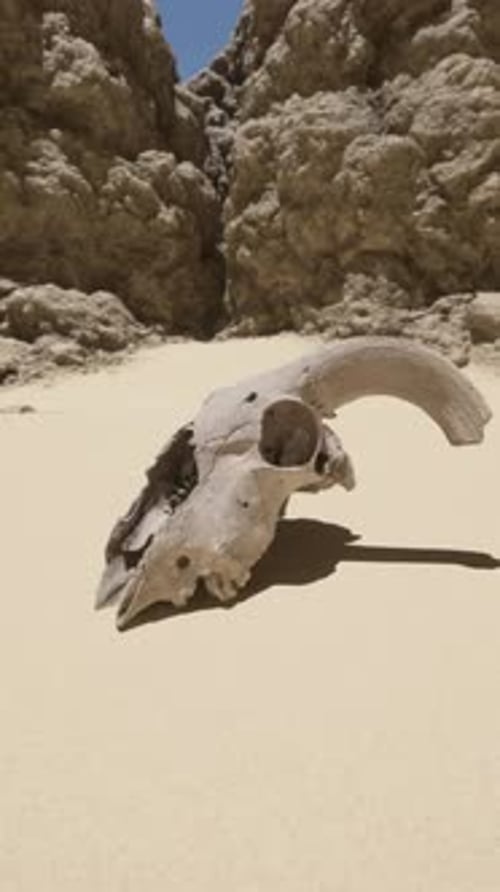 A Large Animal Skull Laying on Top of a Sandy Beach