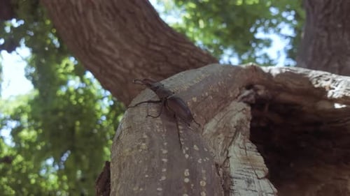 Stag Beetle on Tree Trunk in Sunlight