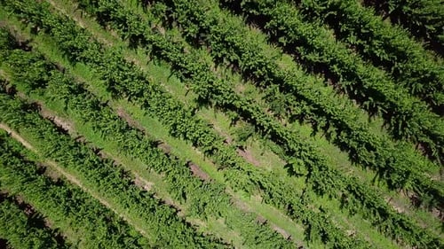 Aerial pullout directly above rows of grapevines growing in a vineyard.
