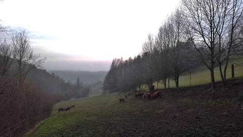 Herd of brown furry highland cattle in hilly region with trees, grass and cloudy sky. Two cattle sta