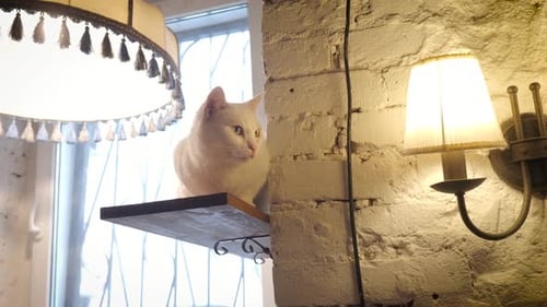 Cute Domestic Cat on Shelf Rescued Street Cats in Shelter Cat Cafe