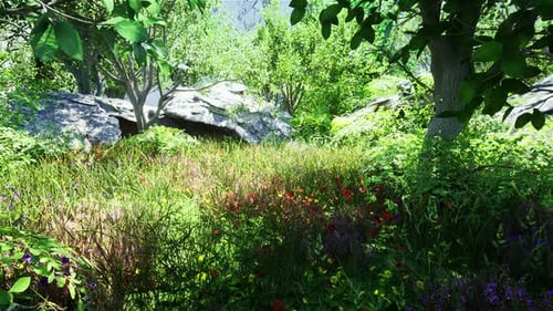 Lush Mountain Forest Environment