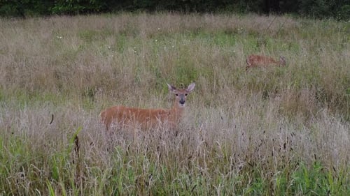 Deer walking out in high grass in nature near forest