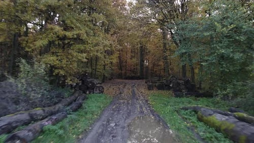 Decision to be made crossroads, forest divide path, 2 way split road, Autumn
