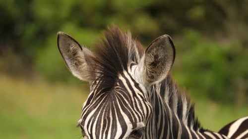Tilting shot of zebra head, ears to snout