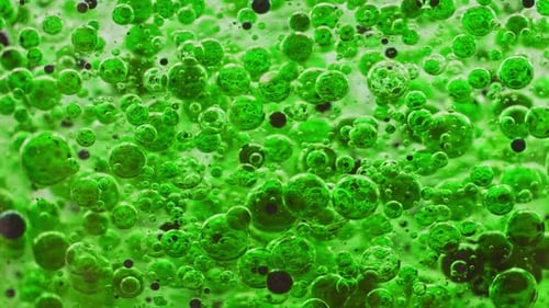 macro shot of green and black bubbles slowly moving around in water