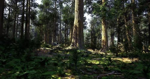 Lush Green Forest Filled with Towering Trees and Vibrant Plant Life