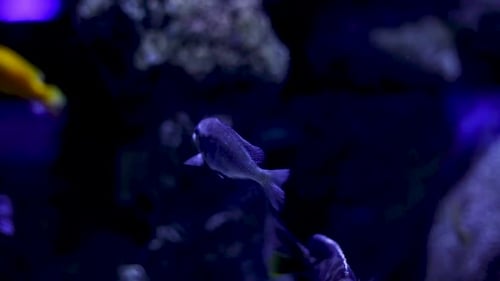 Aquarium has a lot of beautiful tropical fish