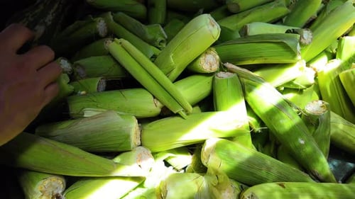Hands are shucking fresh corn on the cob, revealing yellow kernels, amidst a pile of green husked co