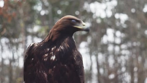 Golden eagle sitting and looking around, head static closeup view