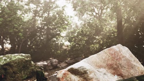 Bright Forest Pathway Surrounded By Moss and Tranquil Atmosphere