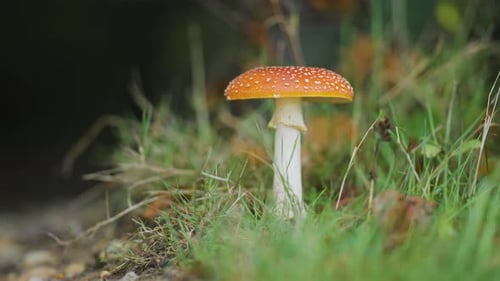 A macro shot of the red speckled mushroom on the forest floor. Slow-motion, pan follow, blurry backg