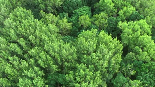 a drone flight over a green deciduous forest in slow Motion