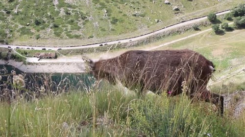 Alpine Ibex or Steinbock or rock goat standing on a wild rocks landscape. In the bottom there is a b