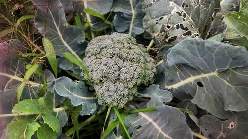 Close-up Broccoli growing in soil, surrounded by leafy greens. Outdoor cultivation leaf damage