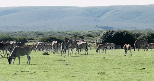 A large herd of Eland graze in a grass valley with mountains in the distance