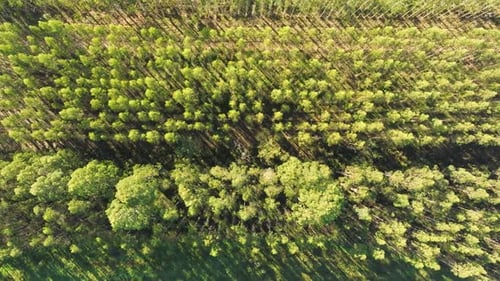 Treetops Of A Dense Spruce Forest Near Santa Comba, A Coruna, Spain. Aerial Topdown Shot