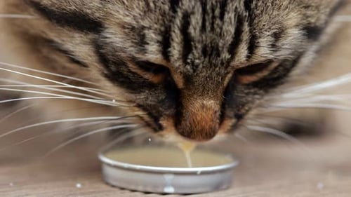 Tabby Cat Drinking From Small Dish Close Up