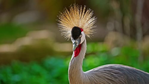 Exotischer Vogel, Schwarzer Kronenkranich, Nahaufnahme