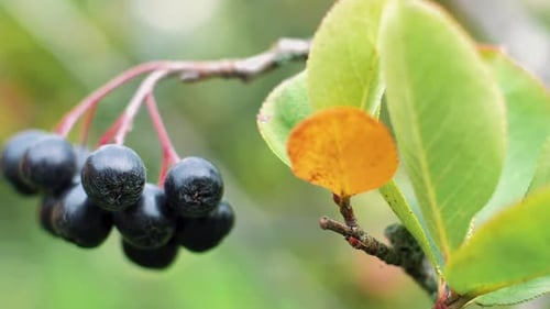 Chokeberry on a branch with green leaves. Delicious autumn berries
