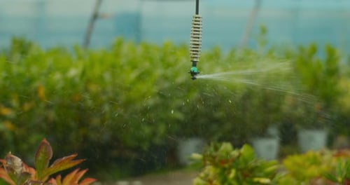 Automated Water Sprinkler System Watering Plants in Greenhouse