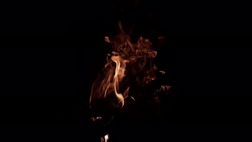 Campfire Flames Dancing Against a Black Background