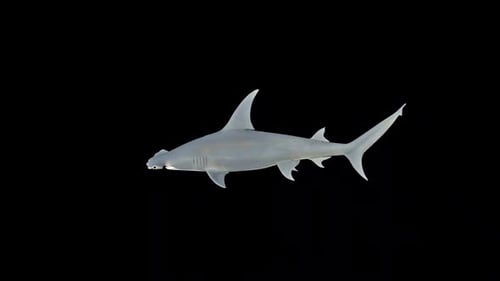 Animated Realistic Hammerhead Shark Swimming Loop