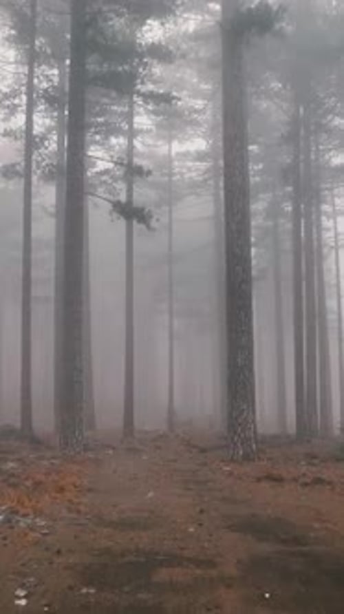 Vertical Video Misty Forest Flight Between Trees in the Foggy Forest