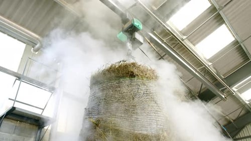 Steam rising from hay bale in agricultural facility during lavender oil making