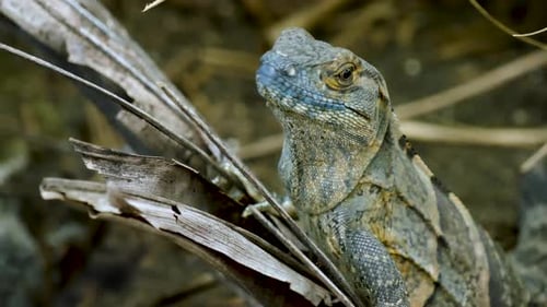Stunning Close-up of a Green Iguana Lizard