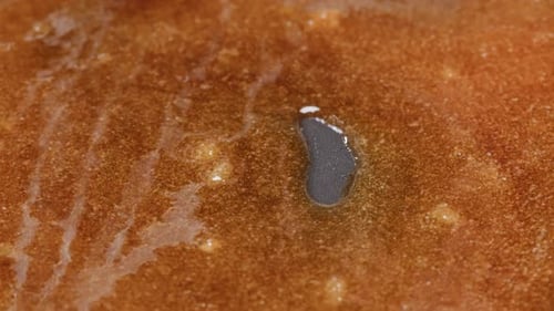Close Up of Boiling Sugar with Bubbles Turns Into Caramel Caramelization Chef Cooking Dessert in
