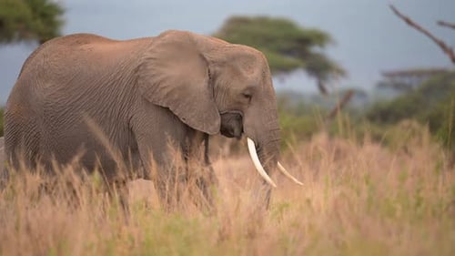 Elephants walking in Botswana grassland on a beautiful clear day, Low angle shot