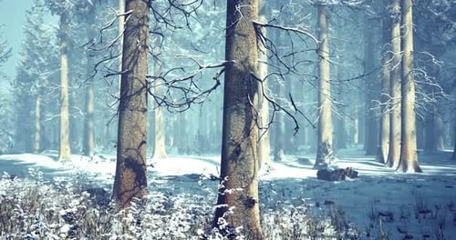 Serene Winter Forest Enveloped in Fresh Snow Under a Clear Blue Sky