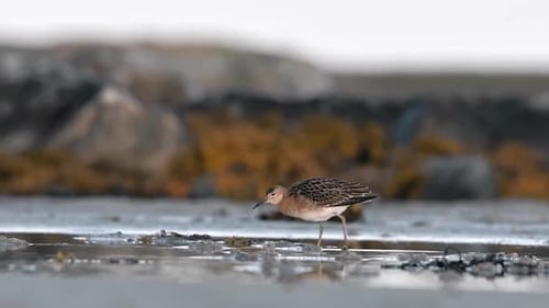 Ruff Bird, Küstenvogel, der im flachen Wasser watet