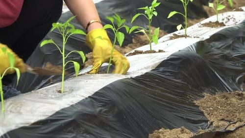 Woman's hands planted a young plant of pepper in the ground. Planting pepper seedlings. Putting soil