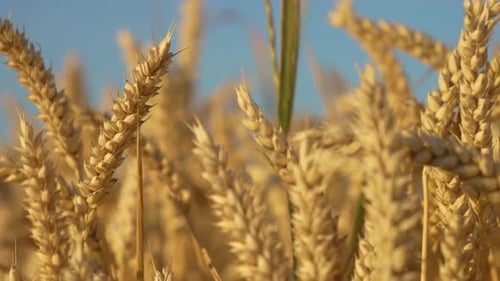 Close Up of Wheat Ears on Light Wind at Sunny Day Golden Wheat Field Under Blue Sky