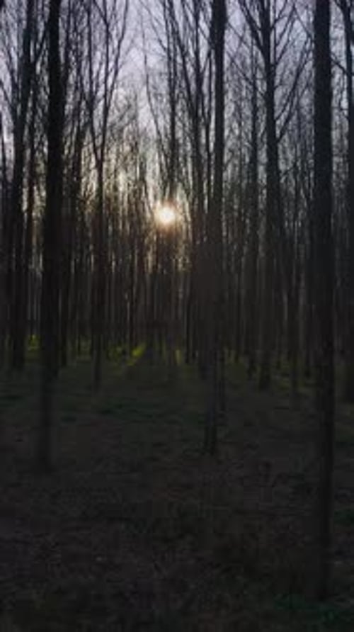 Vertical Video of Sunlight over the Forest Trees