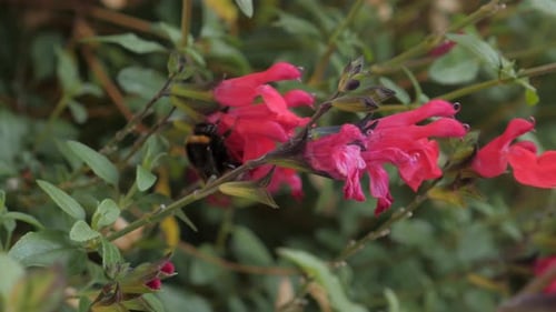 Schwenken Sie in Zeitlupe um die Hummel (Gattung Bombus), die sanft auf einer leuchtend rosa Blume im Hausgarten ruht