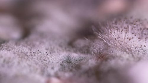 Nahaufnahme von Schimmelsporen und Pilzwachstum auf der Oberfläche, detaillierte Textur mit weichem Fokus,