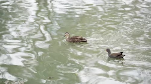 Birds swimming in the lake 3
