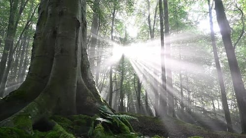 Vue panoramique d'un lever de soleil sacré avec des rayons de soleil éclatants qui brillent entre les branches des arbres de la forêt en automne - I