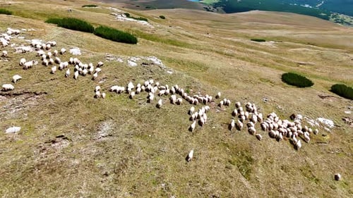 Large flock of sheep come to the edge of the rock. Drone footage above the livestock pasture