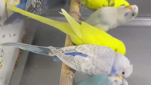 Closeup of a Green and Blue Budgerigar Sitting in a Cage Cute Green Budgie Vertical Video