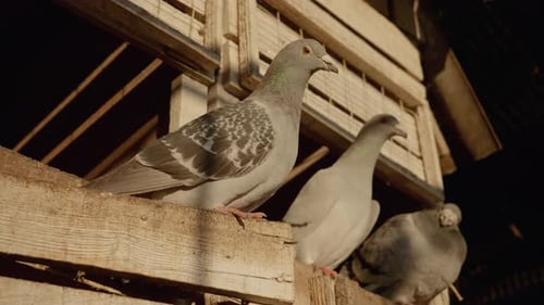 Pigeons standing on a wooden beam in an aviary