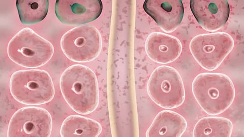 Microscopic Cells Animation with Substance Flow in Vessel