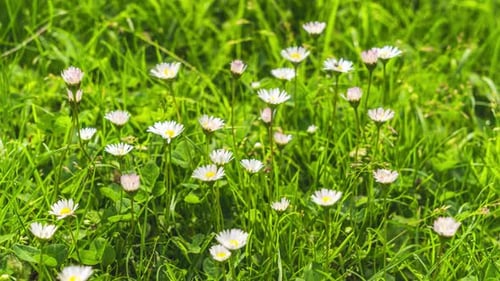 Weiße Gänseblümchen blühen im Frühling Zeitraffer