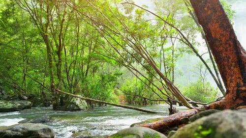A picturesque tropical stream.